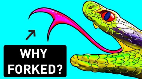 That S Why Snakes Need Forked Tongues YouTube