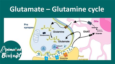 Glutamate Glutamine Cycle Astrocyte In Glutamate Glutamine Metabolism Youtube