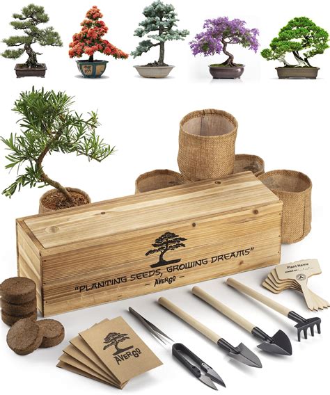 Best Bonsai Starter Kit A Comprehensive Review 2023