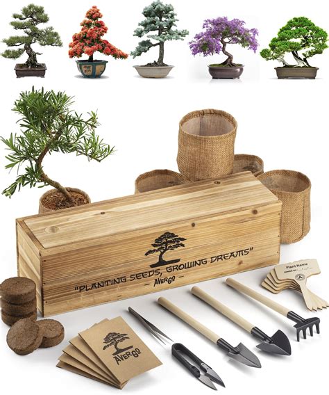 Best Bonsai Starter Kit A Comprehensive Review