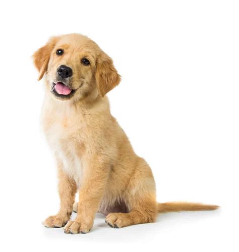 Chihuahua/Retriever Mix (Golden Chi): A Complete Guide - Embora Pets