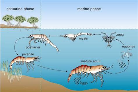 Tiger shrimp (penaeus monodon)