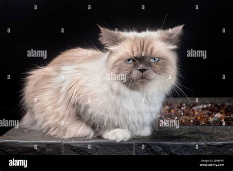 Funny Angry Looking Ragdoll Cat With Blue Eyes Stock Photo Alamy