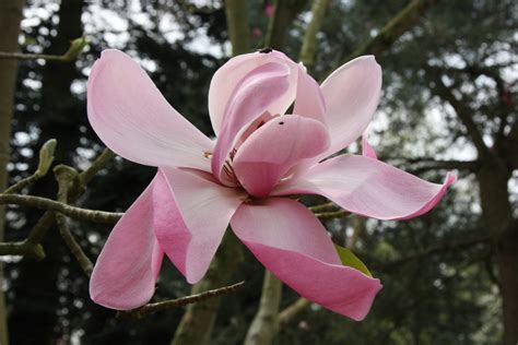 Magnolia Sprengeri Copeland Court Pan Global Plants