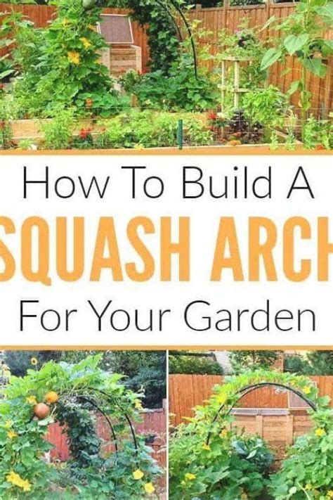 Squash Arch Trellis Diy Claudiashout