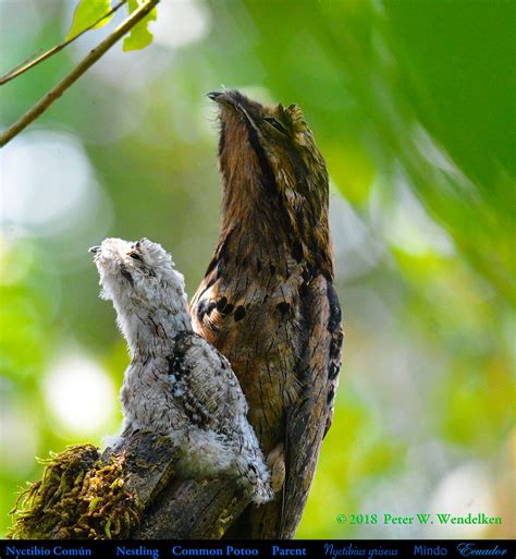 This weird Bird looks like a tree in the day, and start hunting in night : r/nextfuckinglevel