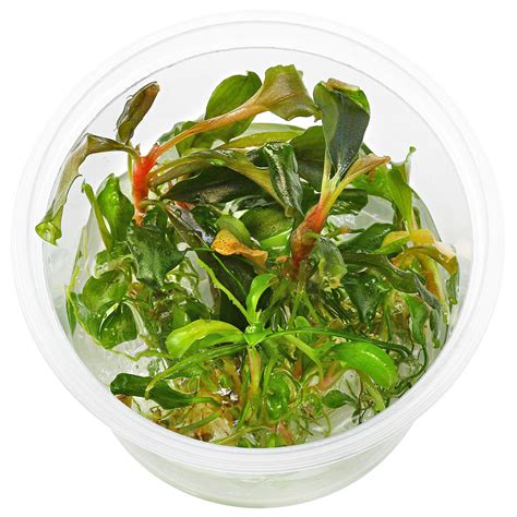 Bucephalandra Sp Red Scorpio In Vitro Aquasabi Aquascaping Shop