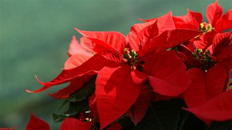 🔥 [80+] Poinsettia Wallpapers | WallpaperSafari