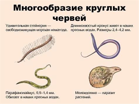 Тип Круглые черви Многообразие круглых червей Удивительная