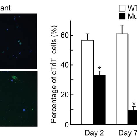 BAF250a Regulates CPC Differentiation In An ES Cell Based In Vitro CPC