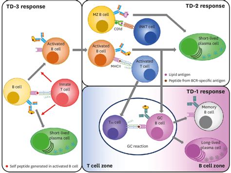 The Sub Classification Of The Td Ab Responses In The Left Panel