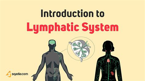 Introduction To Lymphatic System