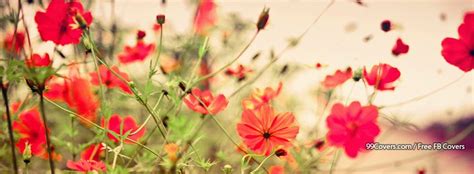 Summer Flowers Facebook Cover Photos