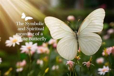 The Symbolic And Spiritual Meaning Of A White Butterfly