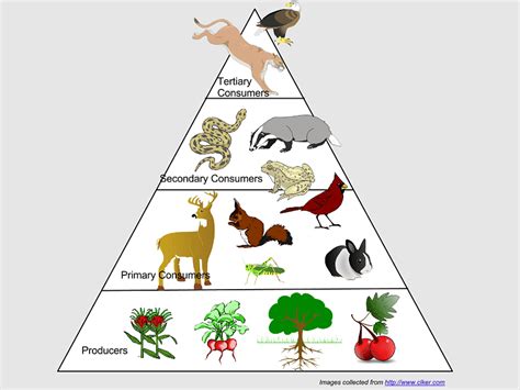 Ecosystem Ecology Trophic Level Ecological Pyramid Energy Flow