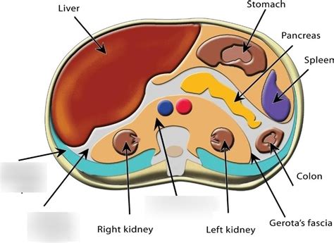 The Retroperitoneum Diagram Quizlet