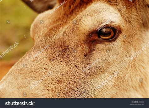 Deer Eye Stock Photo 263820 - Shutterstock