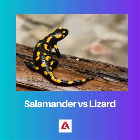 Salamander Vs Lizard Difference And Comparison