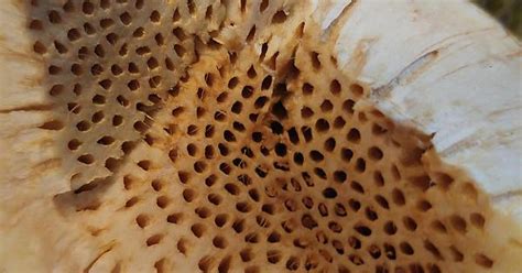 Breadfruit Trypophobia Triggered Album On Imgur