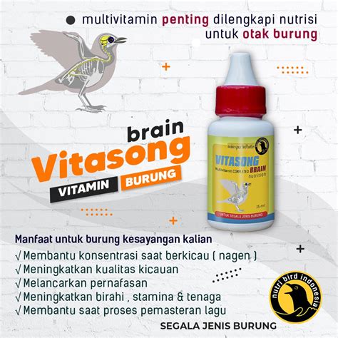 Jual Vitasong Brain Multivitamin Nutrisi Otak Burung Kenari Murai Batu