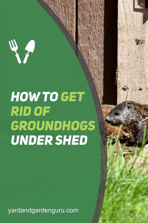 How To Get Rid Of Groundhogs Under Shed