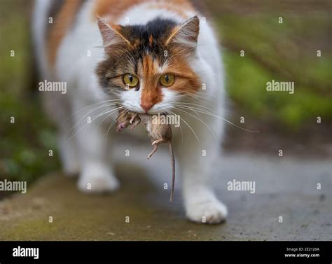 Norwegian Forest Cat Catching A Mouse Stock Photo Alamy