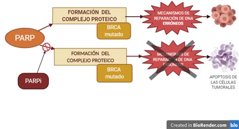 BRCA1 Y BRCA2 MUTACIONES Y CÁNCER ChemEvol