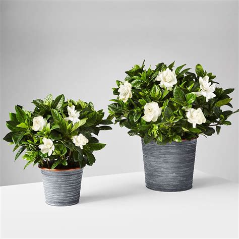 Gardenia Plant | Plants.com