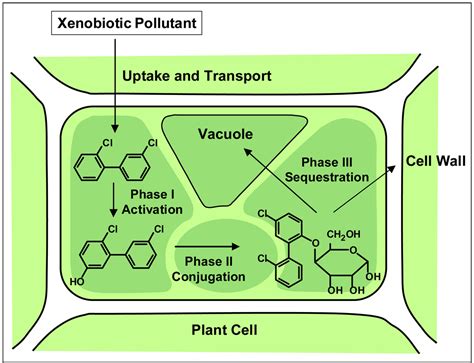 Phytoremediation Of Polychlorinated Biphenyls New Trends And Promises Abstract Europe Pmc