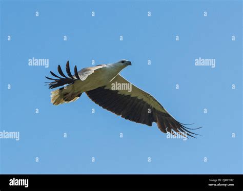 White Bellied Sea Eagle Haliaeetus Leucogaster In Flight Kakadu