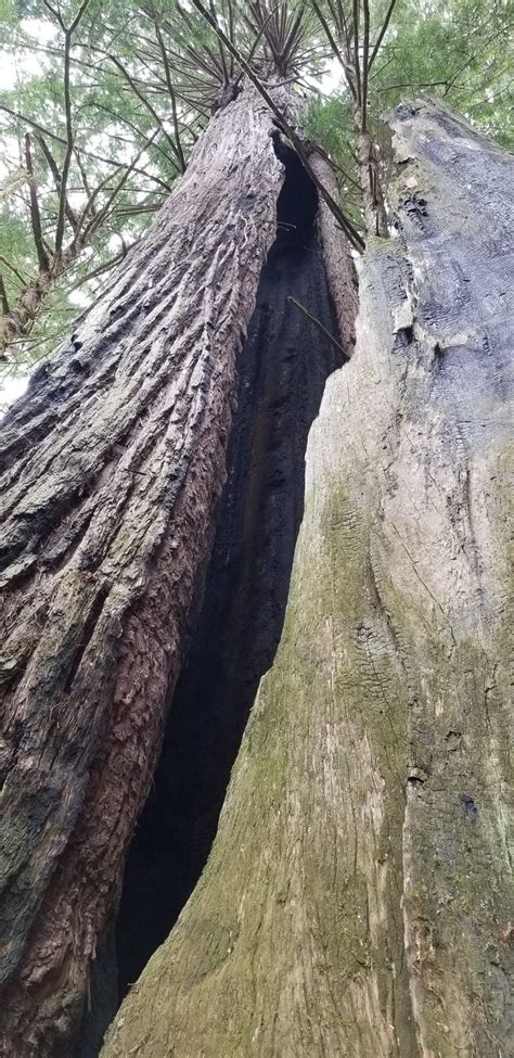 Redwood After A Fire It S Crazy That It Is Still Alive Redwoods Redwoodnationalandstateparks