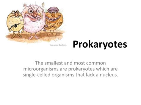 Ppt Prokaryotes Powerpoint Presentation Free Download Id1828851