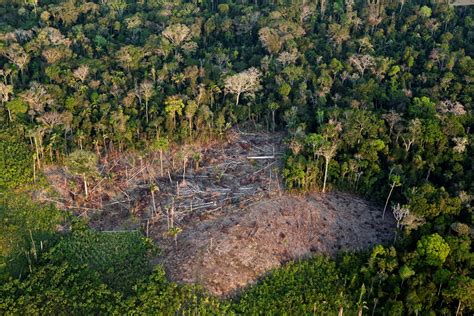 Desmatamento está entre principais causas de surtos de doenças