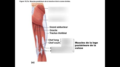 figure 10 21 muscles postérieure de la hanche et de la cuisse Diagram