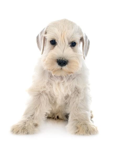 Schnauzer Consejos Cuidados Y Caracter Sticas