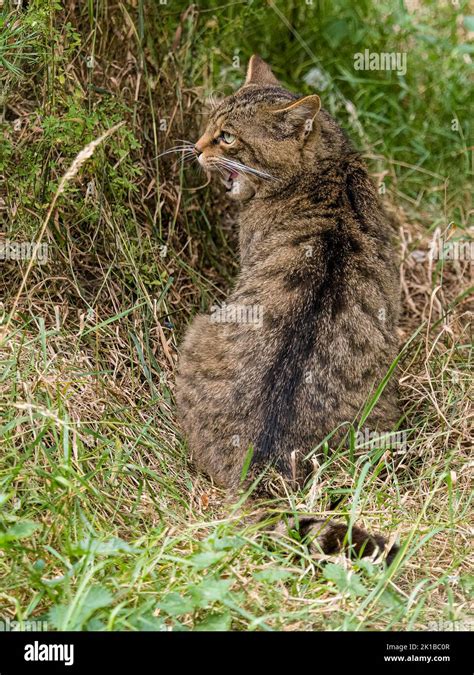 A captive Scottish wildcat - part of the breeding and reintroduction ...