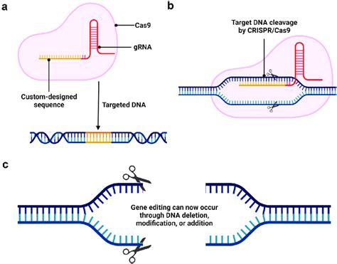 Key Elements Of Crispr Cas Gene Editing The Crispr Cas System Allows