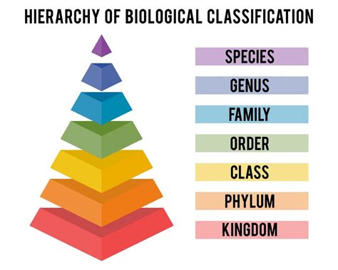 Taxonomy Diagram Quizlet