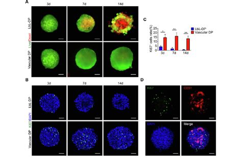 Viability And Proliferation Of Vascular DP A Live And Dead Staining