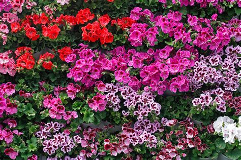 How To Care For Geraniums Guzmans Garden Centers