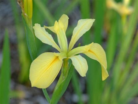 Louisiana Iris ‘dixie Deb The Garden Club Of Houston