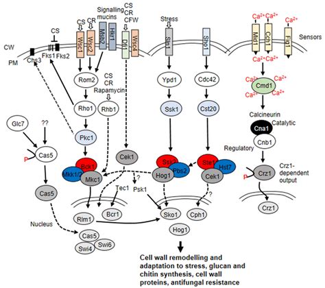 Signaling Pathways That Regulate Cell Wall Remodeling Of S Cerevisiae