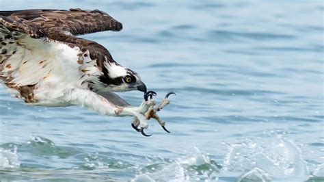 Sony FE 200 600 Osprey Photography Feeding Frenzy Mark Smith Photography