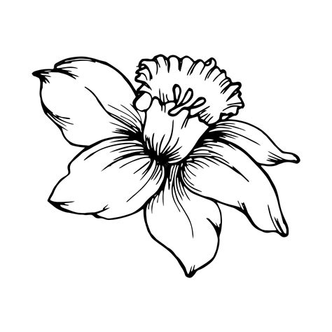 Premium Vector Contour Narcissus Flower Line Drawing By Hand Print