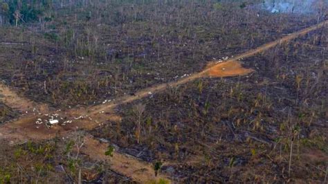 Desmatamento na Amazônia bate novo recorde em setembro