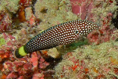 White Spotted Wrasse Anampses Melanurus In Aquarium