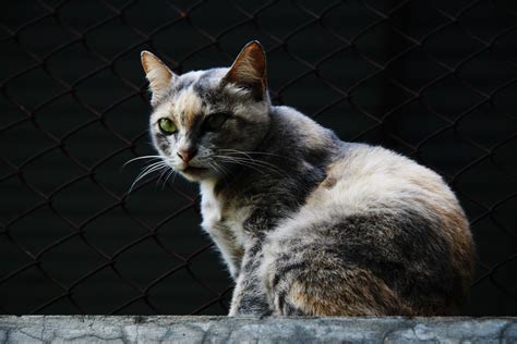 Fotos Gratis Naturaleza Animal Mascota Retrato Gatito Gato