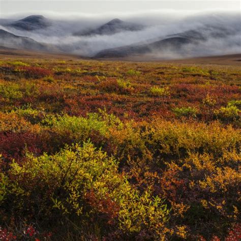 Tundra Biome