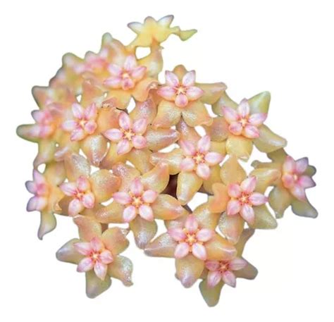 Hoya Fitchii Flor De Cera Parcelamento Sem Juros