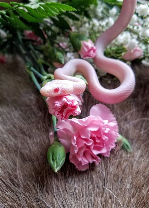 Pink Snake Hd Wallpapers Top Free Pink Snake Hd Backgrounds